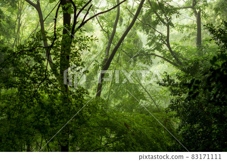 下雨天的森林 下雨天的森林 83171111