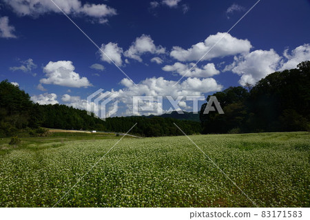 Kasa soba field, mountains, blue sky and clouds 83171583