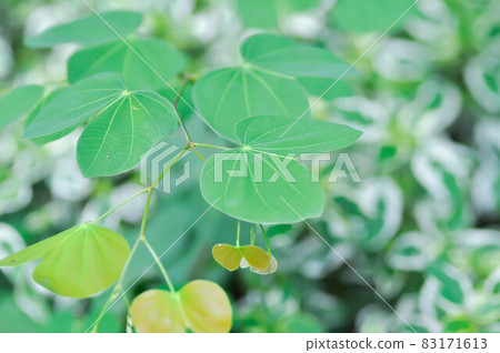 Bauhinia malabarica, Bauhinia variegata 83171613