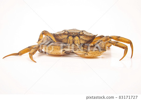 Yellow sea crab on a white background. Yellow sea crab on a white background. 83171727