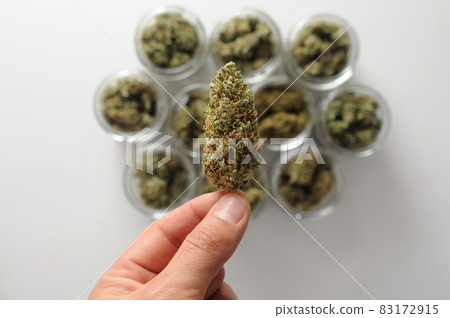 Weed stuff. Cannabis drying and curing. Grower man holds a marijuana bud on white background Weed stuff. Cannabis drying and curing. Grower man holds a marijuana bud on white background 83172915