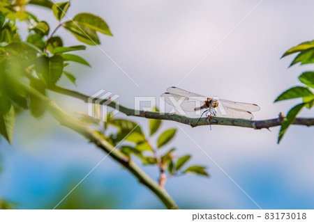 Blue sky and dragonfly Blue sky and dragonfly 83173018