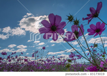 Autumn sky and cosmos Autumn sky and cosmos 83173019