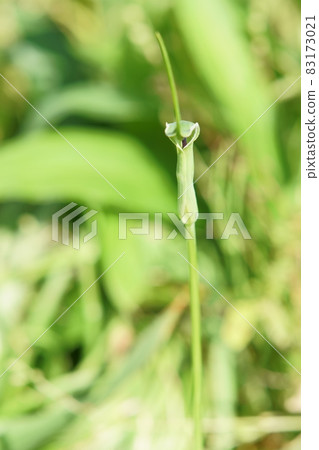 Pinellia ternata flowers blooming in the garden Pinellia ternata flowers blooming in the garden 83173021