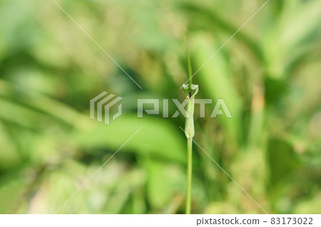 Pinellia ternata flowers blooming in the garden Pinellia ternata flowers blooming in the garden 83173022