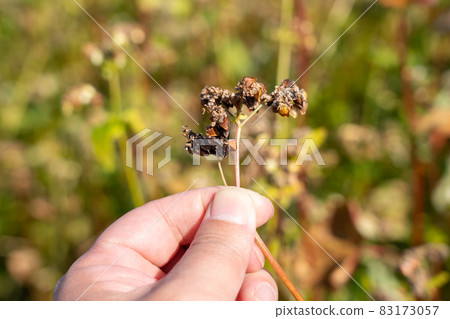 Soba fruit cultivation, male hands (November) 83173057