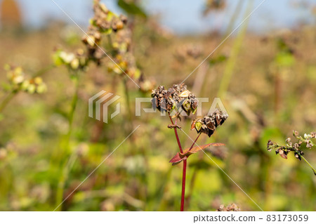 Soba fruit cultivation (November) Soba fruit cultivation (November) 83173059