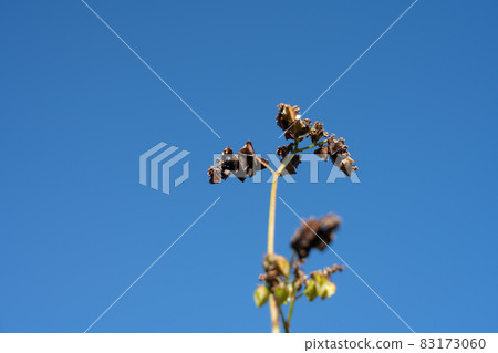 Cultivation of buckwheat seeds and blue sky (November) 83173060