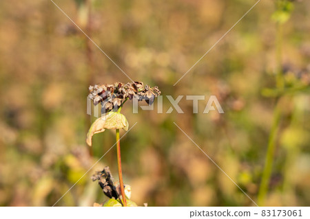 Soba fruit cultivation (November) 83173061