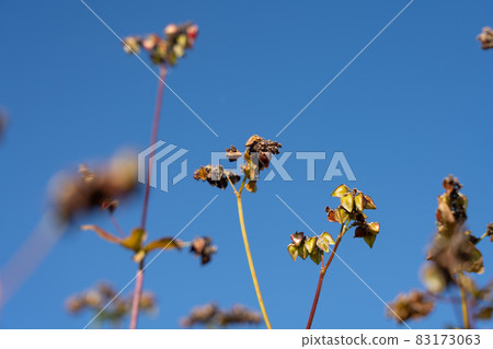 Cultivation of buckwheat seeds and blue sky (November) Cultivation of buckwheat seeds and blue sky (November) 83173063
