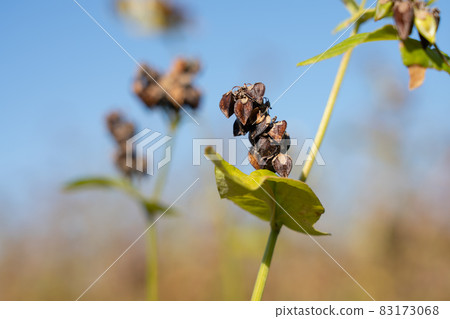 Soba fruit cultivation (November) Soba fruit cultivation (November) 83173068