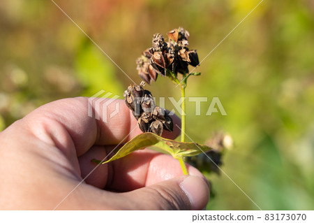Soba fruit cultivation, male hands (November) Soba fruit cultivation, male hands (November) 83173070