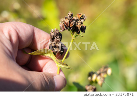Soba fruit cultivation, male hands (November) Soba fruit cultivation, male hands (November) 83173071