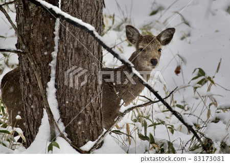 Yatsugatake: Sika deer 83173081