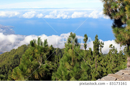 Sunset over clouds with Canary pine, Tenerife island. Beautiful background. Sunset over clouds with Canary pine, Tenerife island. Beautiful background. 83173161