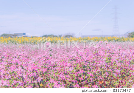 紅蕎麥向日葵鋼塔 83173477