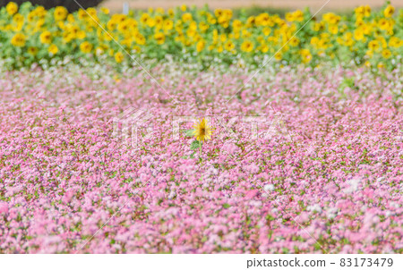 Buckwheat field and sunflower 83173479