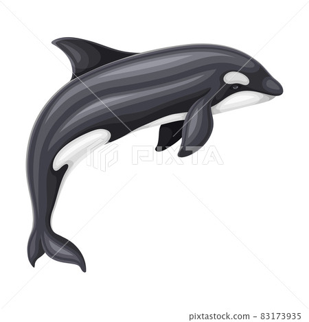 Killer Whale or Orca as Aquatic Placental...-插圖素材 [83173935] - PIXTA圖庫