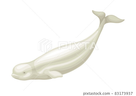 Beluga Whale as Aquatic Placental Marine Mammal with Flippers and Large Tail Fin Closeup Vector Illustration 83173937