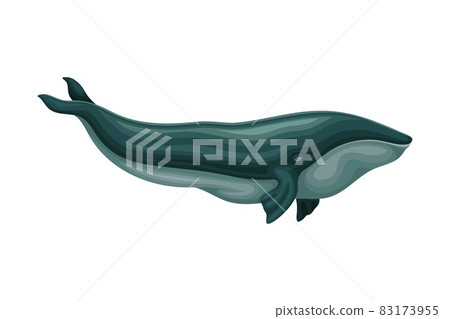 Whale as Aquatic Placental Marine Mammal with... - Stock Illustration