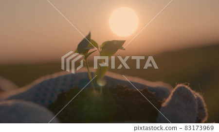 small green sprout in the hands at sunset, the seedling grows in the fertilized soil of the earth in the palm of your hand, planting a vegetable tree in the ground in the sun, agriculture 83173969