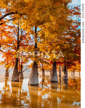 Taxodium distichum with red needles. Autumnal swamp cypresses on lake with reflection. 83174009