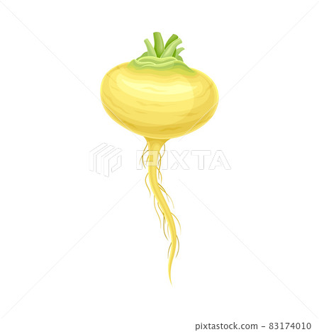 Ripe Radish Vegetable as Healthy Raw Food and Garden Cultivar Closeup Vector Illustration 83174010