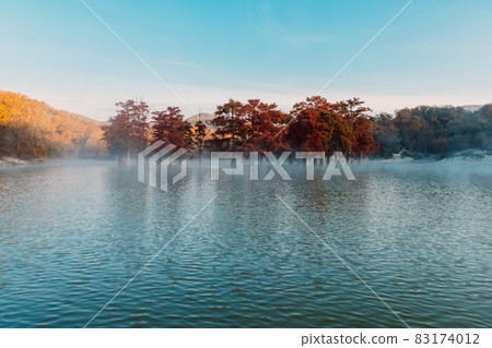 Taxodium distichum with red needles. Autumnal swamp cypresses at the lake with fog 83174012
