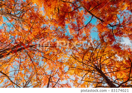 Taxodium distichum with red needles. Autumnal swamp cypresses 83174021