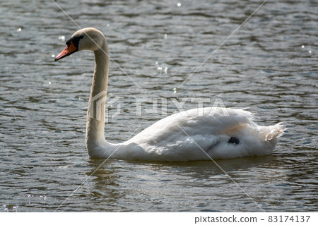 A graceful white swan swimming on a lake with dark green water. The white swan is reflected in the water A graceful white swan swimming on a lake with dark green water. The white swan is reflected in the water 83174137