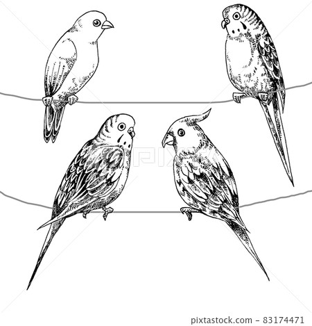 Parakeet gathering hand-drawn illustration Parakeet gathering hand-drawn illustration 83174471