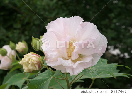 Evening Suifuyou [green background] 83174671