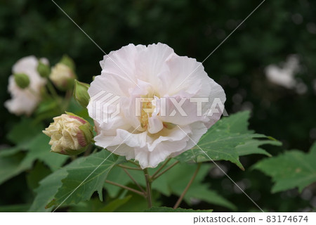 Afternoon Suifuyou [green background] 83174674