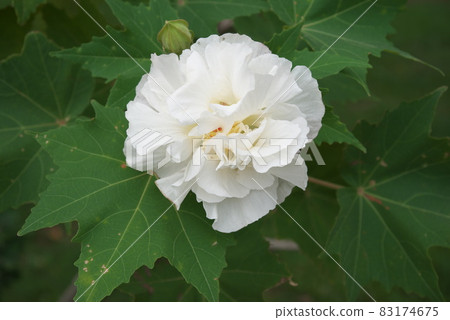 Morning Suifuyou [green background] 83174675