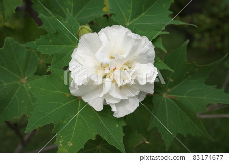 Morning Suifuyou [green background] 83174677