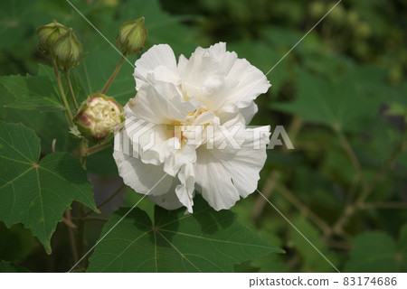 Morning Suifuyou [green background] 83174686