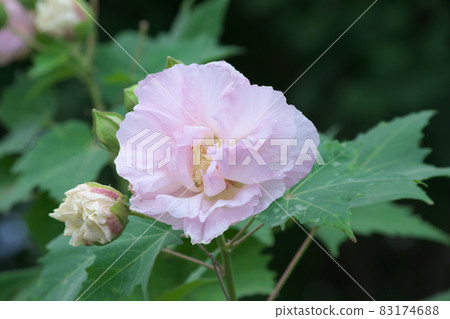 Evening Suifuyou [green background] 83174688