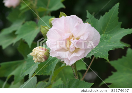 Evening Suifuyou [green background] 83174697
