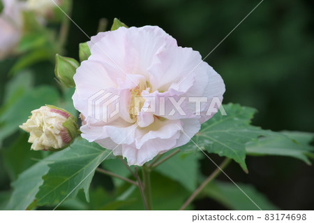 Evening Suifuyou [green background] 83174698
