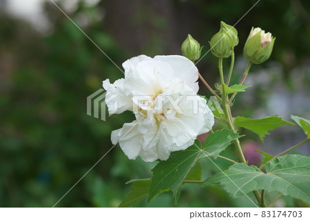 Morning Suifuyou [green background] 83174703