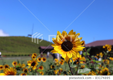 A landscape shot with a single small sunflower in focus with the blue sky, mountains, and buildings in the background. 83174895