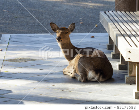 在奈良公園休息處休息的鹿 在奈良公園休息處休息的鹿 83175588