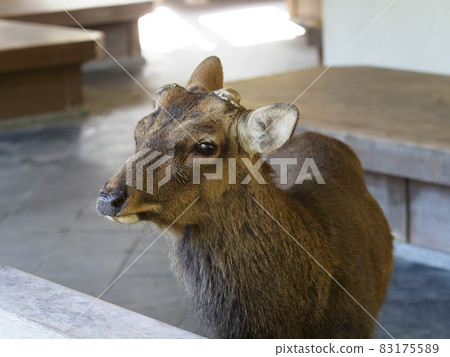 奈良公園休息區的鹿 奈良公園休息區的鹿 83175589