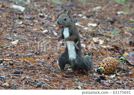 Pine nuts and squirrels 83175691