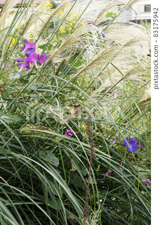 Autumn scenery of Japanese pampas grass, morning glory and fields Autumn scenery of Japanese pampas grass, morning glory and fields 83175942