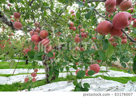 Red apple (Fuji) that has reached the harvest Red apple (Fuji) that has reached the harvest 83176007