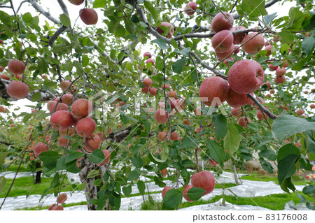 已經收穫的紅蘋果(富士) 已經收穫的紅蘋果(富士) 83176008