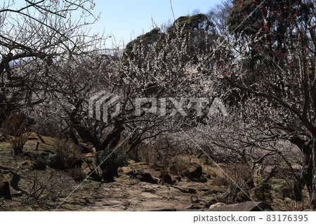 筑波山梅林 83176395
