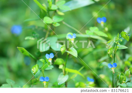 Flower of tunita Flower of tunita 83176621