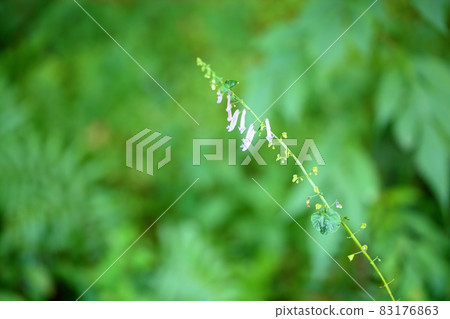 Autumn clover flower Autumn clover flower 83176863